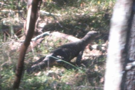 Lace Monitor passing by
