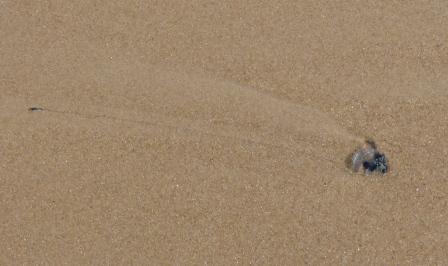 "Blue bottle Jellyfish" stinger on the beach.